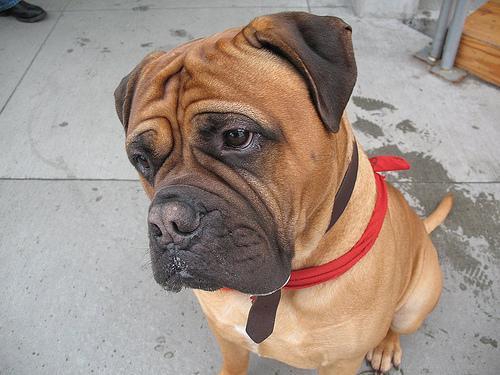 https://images.dog.ceo/breeds/mastiff-bull/n02108422_2678.jpg