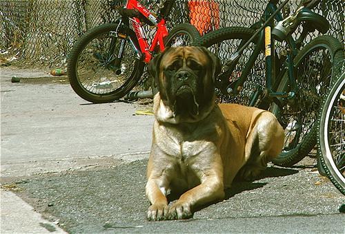 https://images.dog.ceo/breeds/mastiff-bull/n02108422_2947.jpg