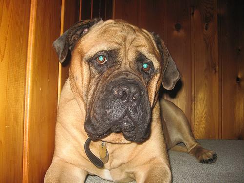 https://images.dog.ceo/breeds/mastiff-bull/n02108422_2949.jpg