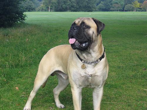 https://images.dog.ceo/breeds/mastiff-bull/n02108422_311.jpg