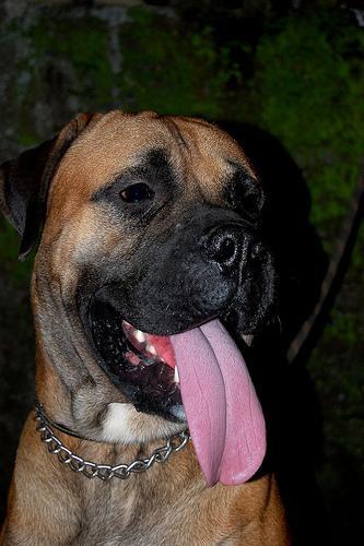 https://images.dog.ceo/breeds/mastiff-bull/n02108422_3169.jpg