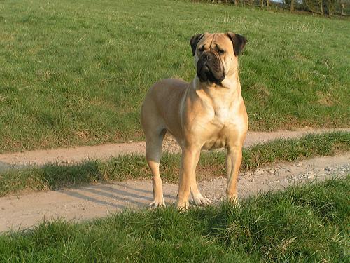 https://images.dog.ceo/breeds/mastiff-bull/n02108422_3177.jpg