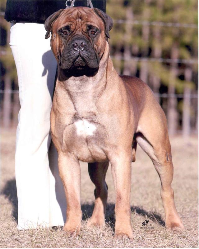 https://images.dog.ceo/breeds/mastiff-bull/n02108422_3197.jpg