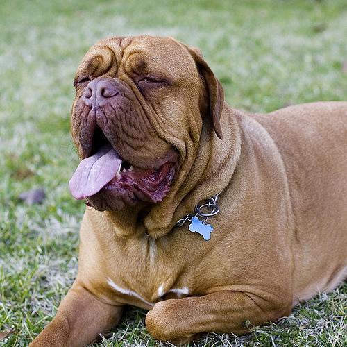 https://images.dog.ceo/breeds/mastiff-bull/n02108422_3235.jpg