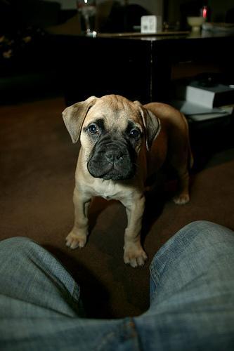 https://images.dog.ceo/breeds/mastiff-bull/n02108422_3398.jpg