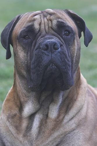 https://images.dog.ceo/breeds/mastiff-bull/n02108422_3440.jpg