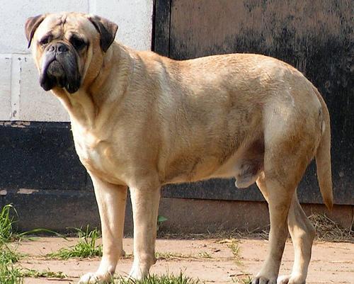 https://images.dog.ceo/breeds/mastiff-bull/n02108422_3576.jpg