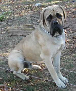 https://images.dog.ceo/breeds/mastiff-bull/n02108422_3593.jpg