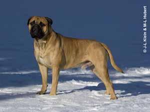 https://images.dog.ceo/breeds/mastiff-bull/n02108422_3709.jpg