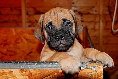 https://images.dog.ceo/breeds/mastiff-bull/n02108422_3726.jpg