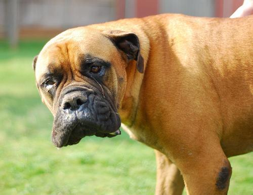 https://images.dog.ceo/breeds/mastiff-bull/n02108422_3749.jpg