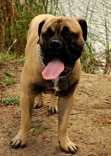 https://images.dog.ceo/breeds/mastiff-bull/n02108422_3757.jpg