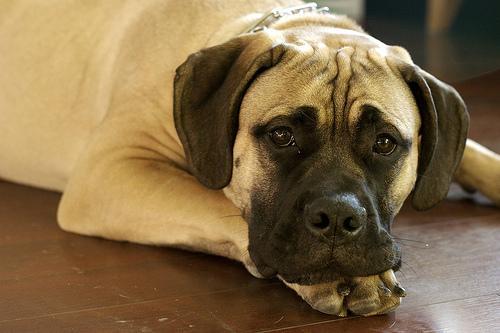 https://images.dog.ceo/breeds/mastiff-bull/n02108422_3793.jpg