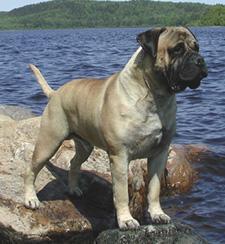 https://images.dog.ceo/breeds/mastiff-bull/n02108422_3976.jpg