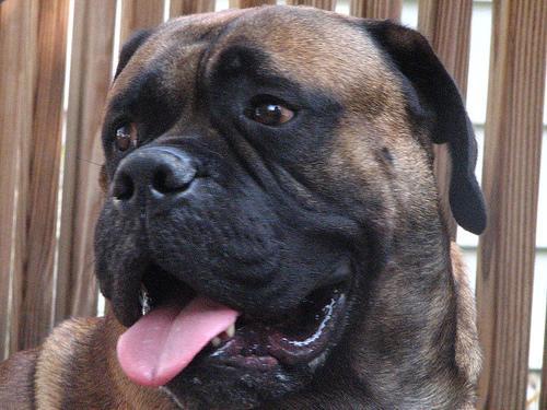 https://images.dog.ceo/breeds/mastiff-bull/n02108422_4000.jpg