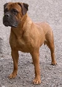 https://images.dog.ceo/breeds/mastiff-bull/n02108422_4064.jpg