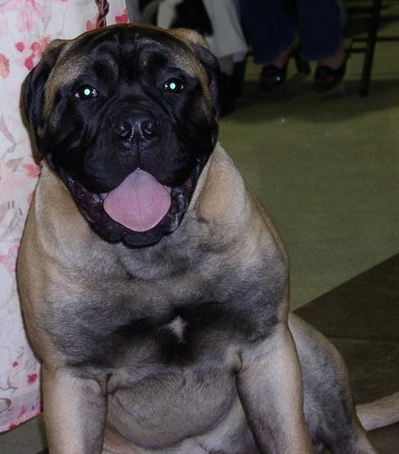 https://images.dog.ceo/breeds/mastiff-bull/n02108422_4099.jpg