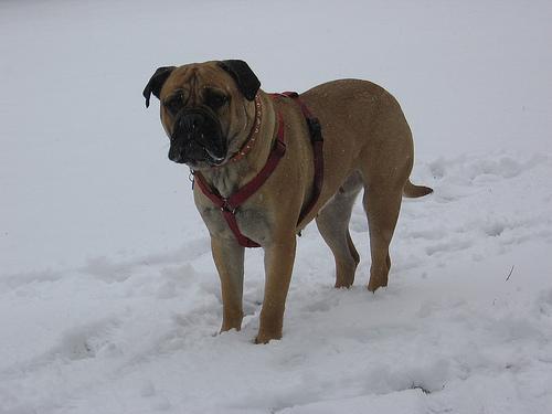 https://images.dog.ceo/breeds/mastiff-bull/n02108422_4102.jpg