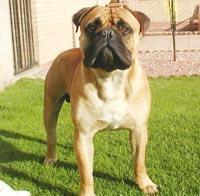 https://images.dog.ceo/breeds/mastiff-bull/n02108422_4396.jpg