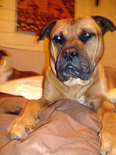 https://images.dog.ceo/breeds/mastiff-bull/n02108422_4735.jpg