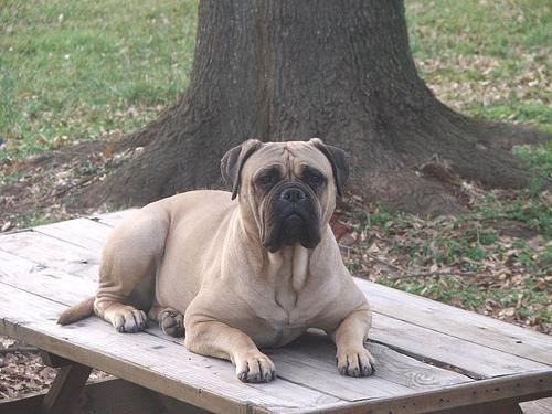 https://images.dog.ceo/breeds/mastiff-bull/n02108422_4869.jpg