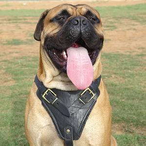 https://images.dog.ceo/breeds/mastiff-bull/n02108422_4898.jpg