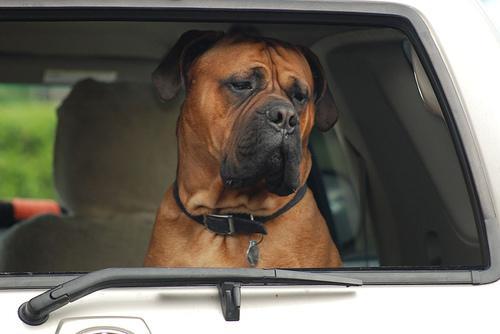 https://images.dog.ceo/breeds/mastiff-bull/n02108422_4945.jpg