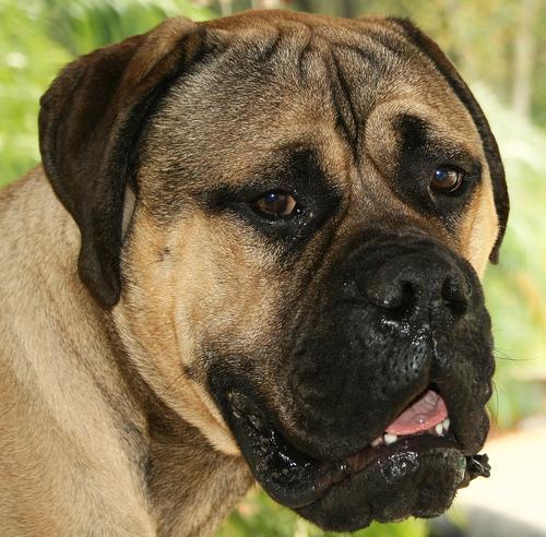 https://images.dog.ceo/breeds/mastiff-bull/n02108422_4978.jpg