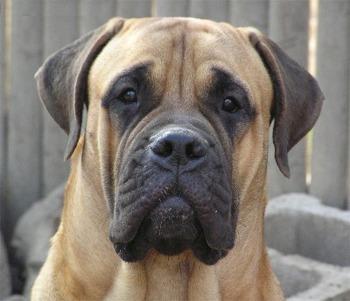 https://images.dog.ceo/breeds/mastiff-bull/n02108422_5106.jpg