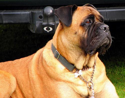 https://images.dog.ceo/breeds/mastiff-bull/n02108422_5117.jpg