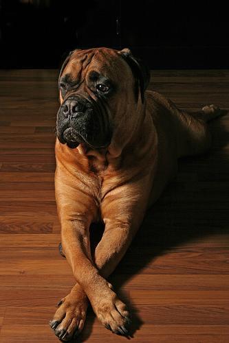 https://images.dog.ceo/breeds/mastiff-bull/n02108422_5143.jpg