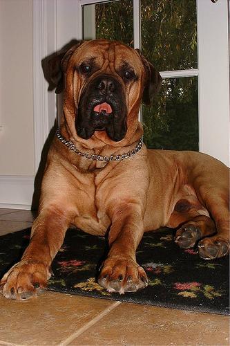 https://images.dog.ceo/breeds/mastiff-bull/n02108422_5234.jpg