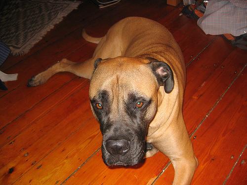 https://images.dog.ceo/breeds/mastiff-bull/n02108422_5401.jpg