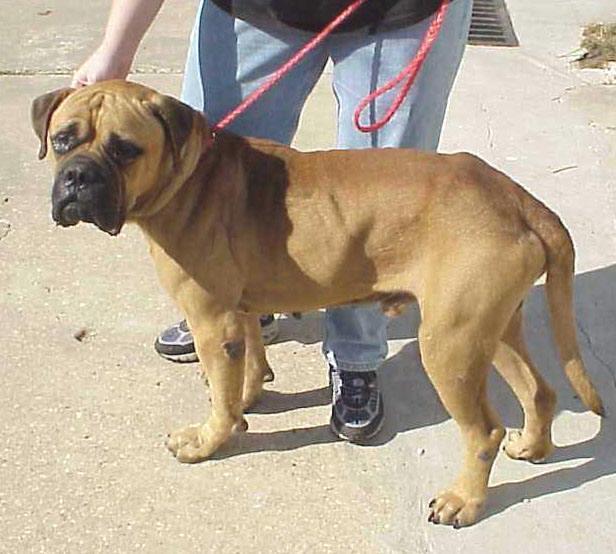 https://images.dog.ceo/breeds/mastiff-bull/n02108422_5466.jpg