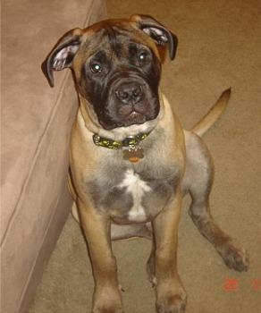 https://images.dog.ceo/breeds/mastiff-bull/n02108422_5563.jpg