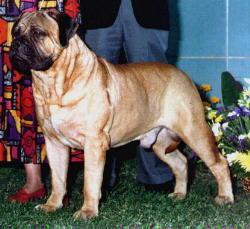 https://images.dog.ceo/breeds/mastiff-bull/n02108422_5609.jpg