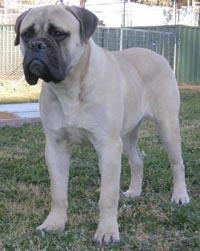 https://images.dog.ceo/breeds/mastiff-bull/n02108422_567.jpg