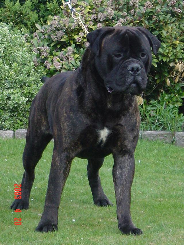 https://images.dog.ceo/breeds/mastiff-bull/n02108422_612.jpg