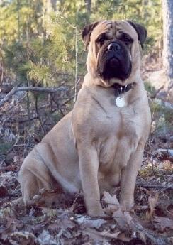 https://images.dog.ceo/breeds/mastiff-bull/n02108422_628.jpg