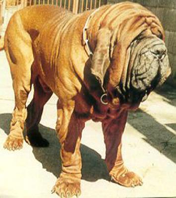 https://images.dog.ceo/breeds/mastiff-bull/n02108422_668.jpg