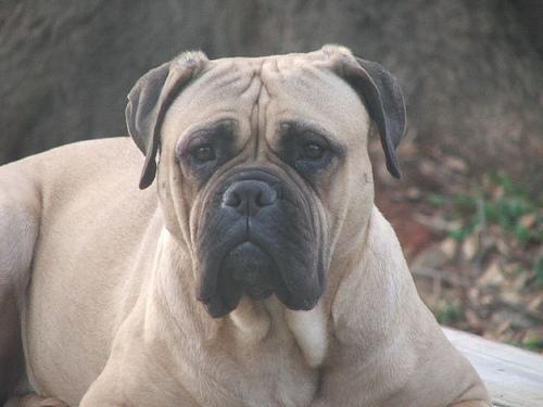 https://images.dog.ceo/breeds/mastiff-bull/n02108422_754.jpg