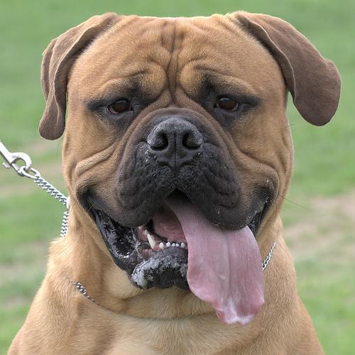 https://images.dog.ceo/breeds/mastiff-bull/n02108422_767.jpg