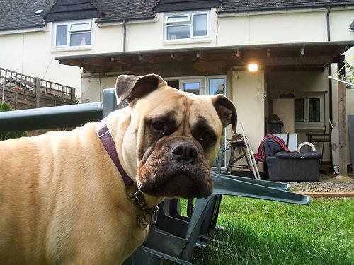 https://images.dog.ceo/breeds/mastiff-bull/n02108422_821.jpg