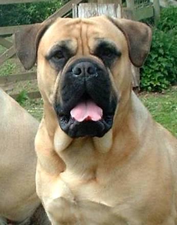 https://images.dog.ceo/breeds/mastiff-bull/n02108422_844.jpg