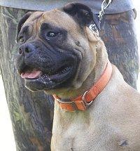 https://images.dog.ceo/breeds/mastiff-bull/n02108422_852.jpg