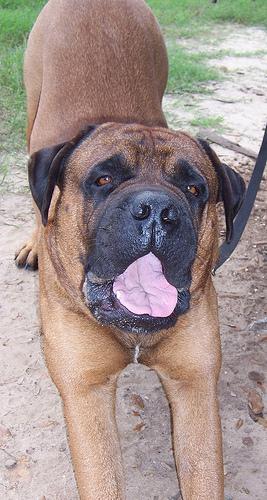 https://images.dog.ceo/breeds/mastiff-bull/n02108422_932.jpg