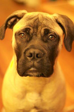 https://images.dog.ceo/breeds/mastiff-bull/n02108422_942.jpg