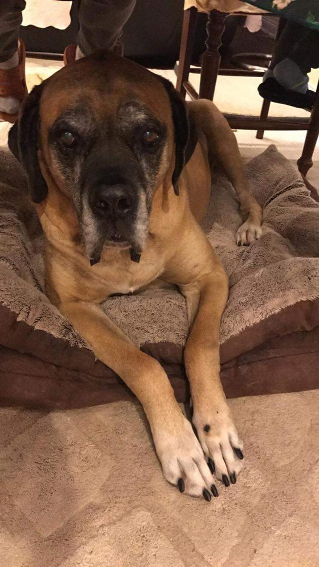 https://images.dog.ceo/breeds/mastiff-english/4.jpg