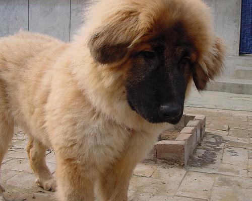 https://images.dog.ceo/breeds/mastiff-tibetan/n02108551_103.jpg