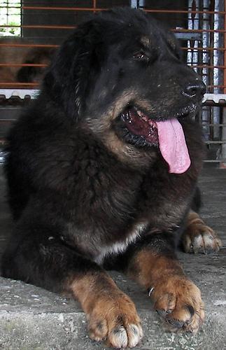 https://images.dog.ceo/breeds/mastiff-tibetan/n02108551_13756.jpg